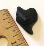 Posterior angustidens shark tooth